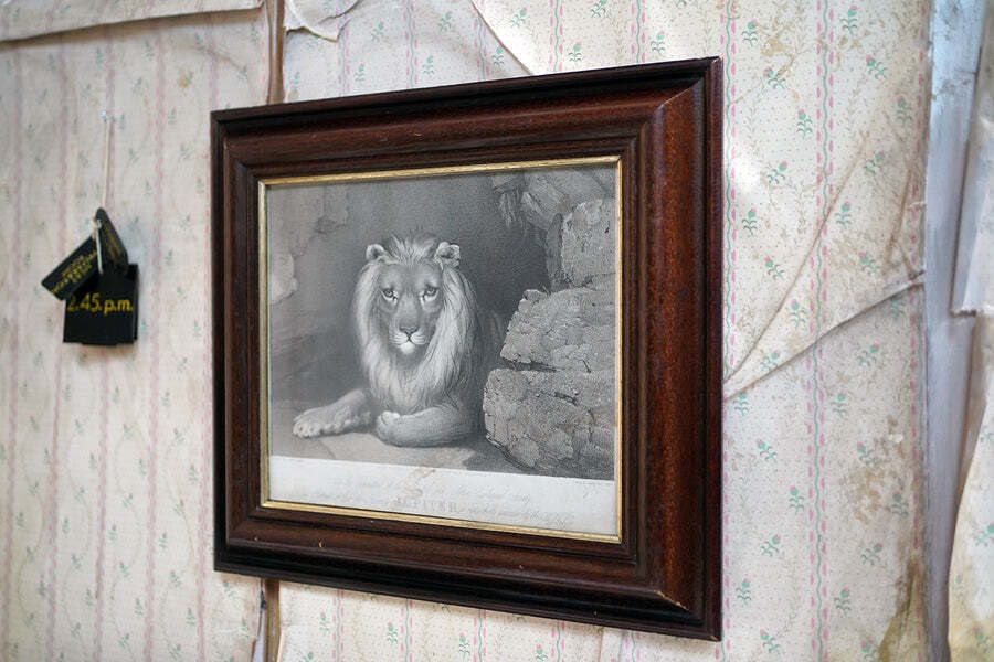 Bristol Zoological Gardens: After John West Giles (1830 1865)   'Jupiter’ By John Burbidge, June 24th, 1853 photo for sale