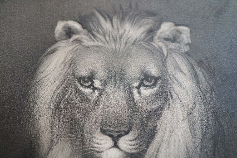 Bristol Zoological Gardens: After John West Giles (1830 1865)   'Jupiter’ By John Burbidge, June 24th, 1853 photo buy