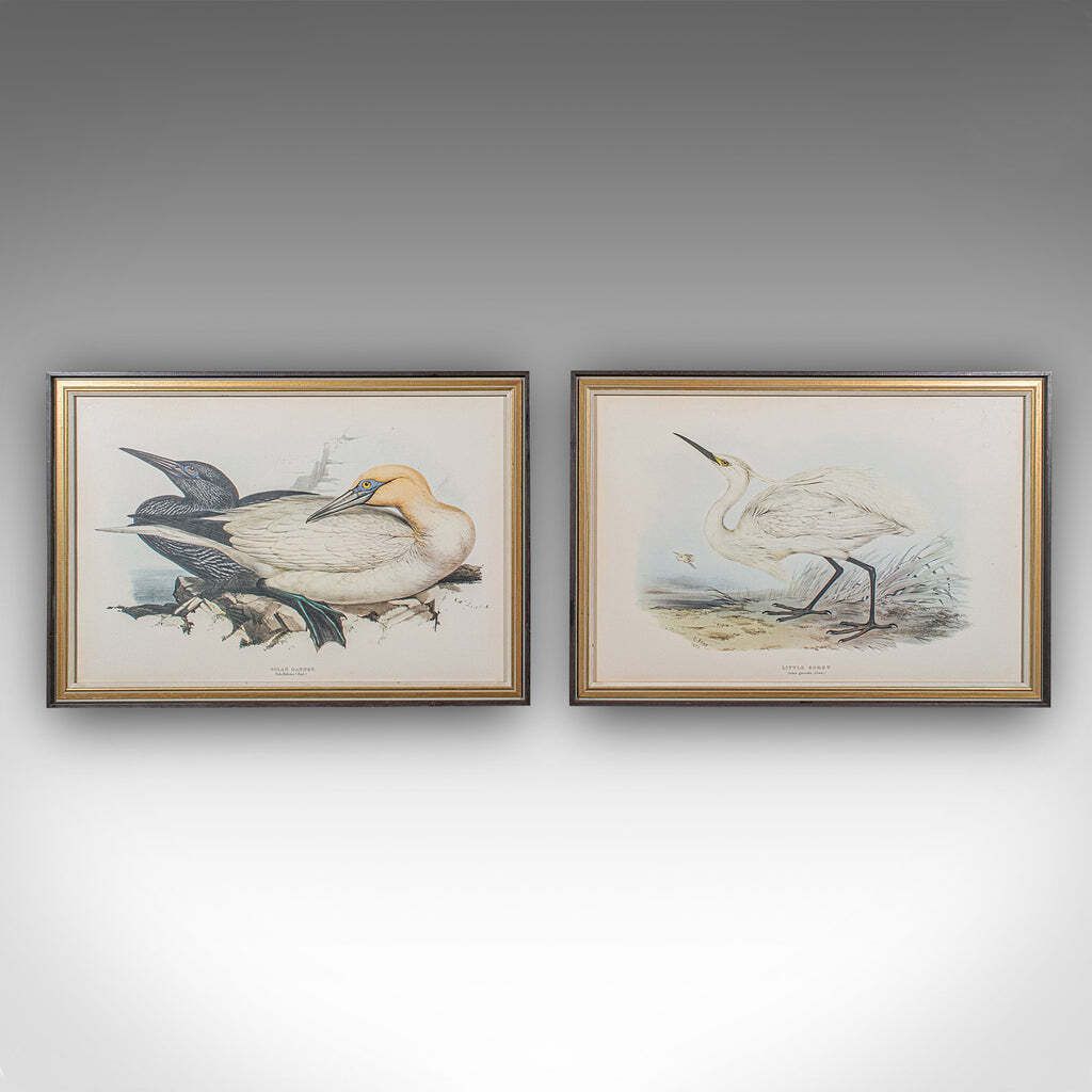 Pair Of Antique Bird Prints, English, Framed, Art, Picture, Nature, Edwardian photo furniture