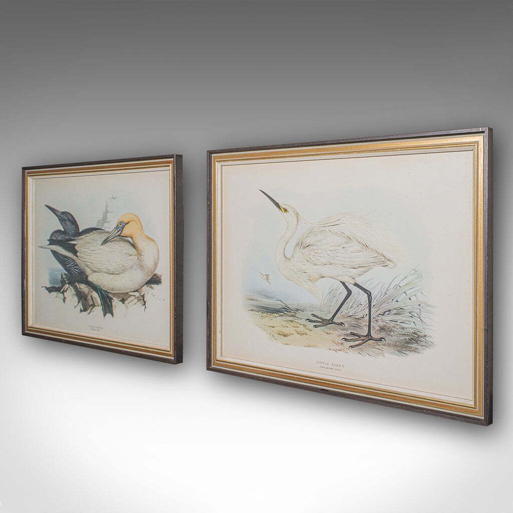 Pair Of Antique Bird Prints, English, Framed, Art, Picture, Nature, Edwardian photo for sale