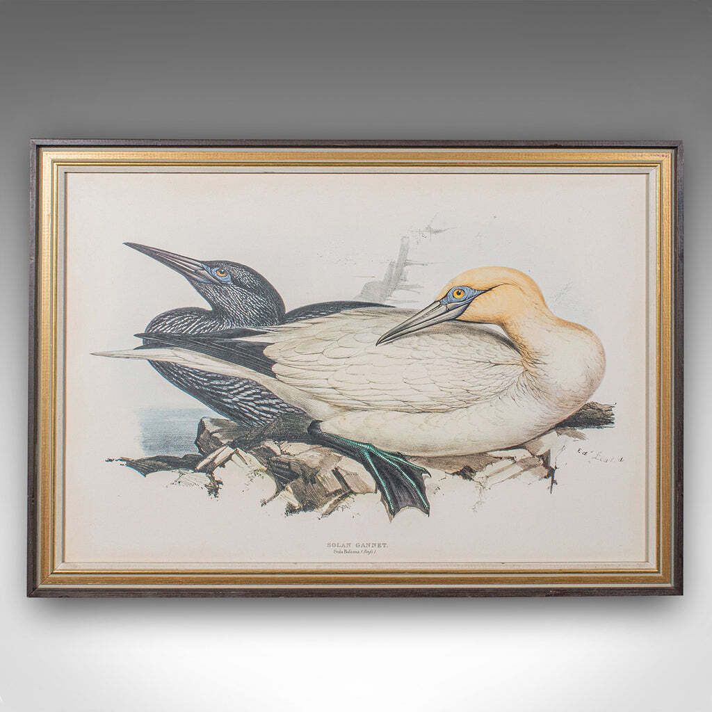 Pair Of Antique Bird Prints, English, Framed, Art, Picture, Nature, Edwardian photo Art