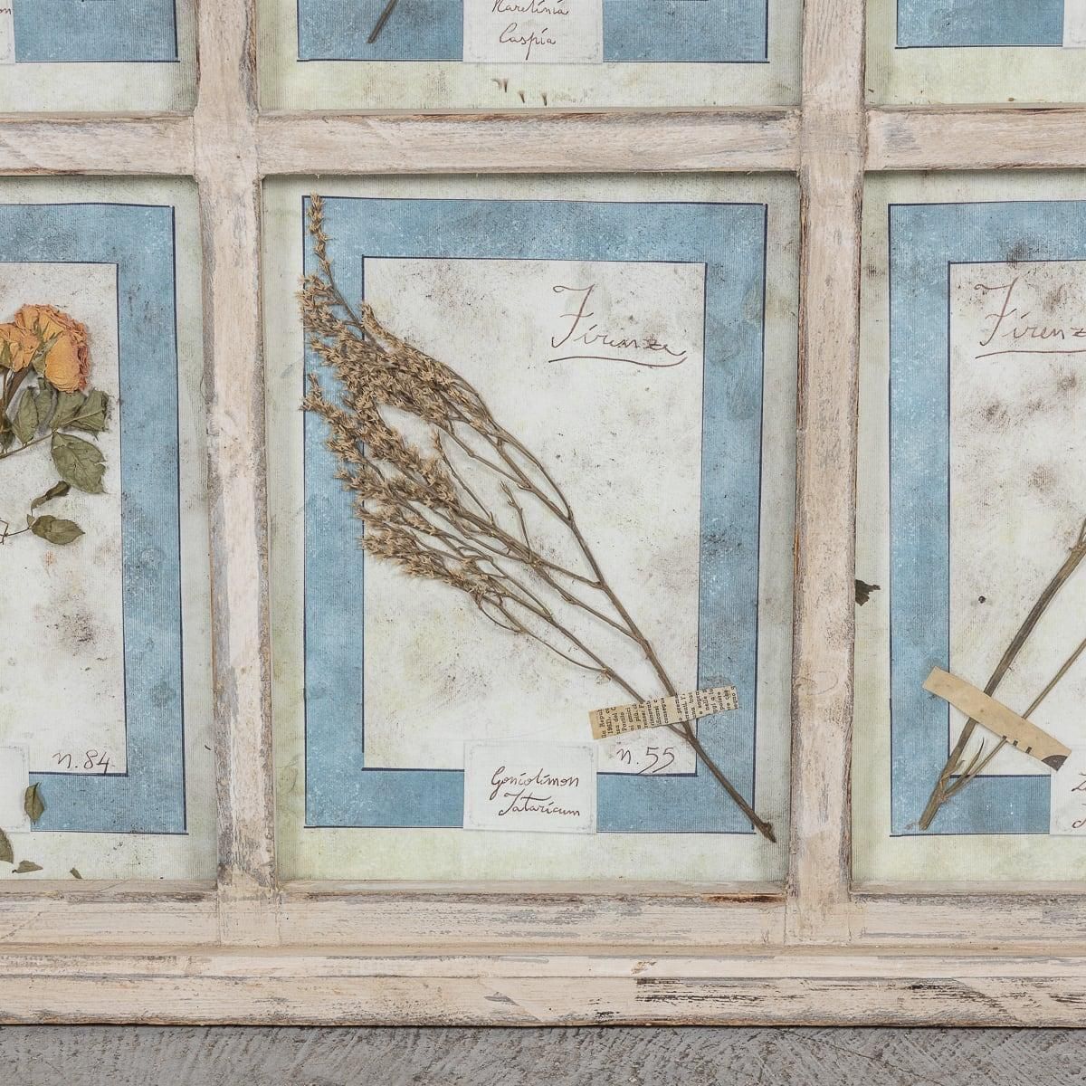 Art 20th Century Italian Large Oak Frame Containing Pressed Flowers & Herbs photo