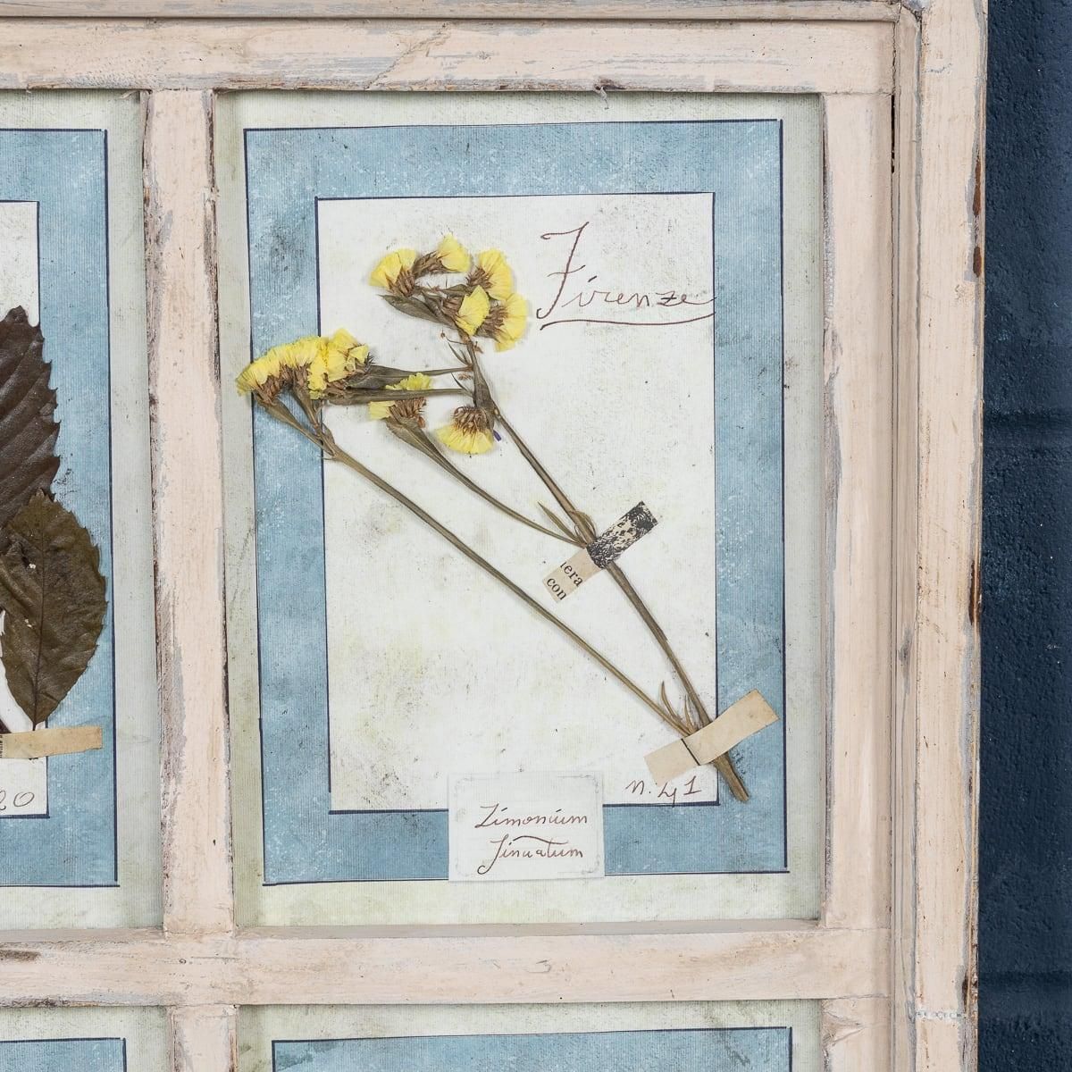 20th Century Italian Large Oak Frame Containing Pressed Flowers & Herbs photo vinterior