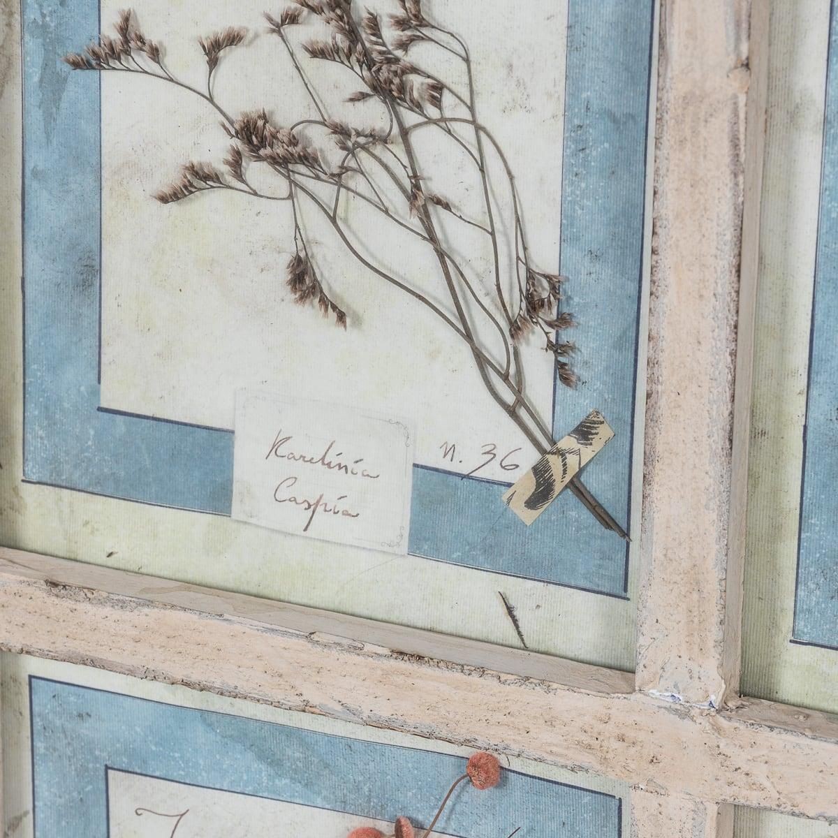 photo buy 20th Century Italian Large Oak Frame Containing Pressed Flowers & Herbs