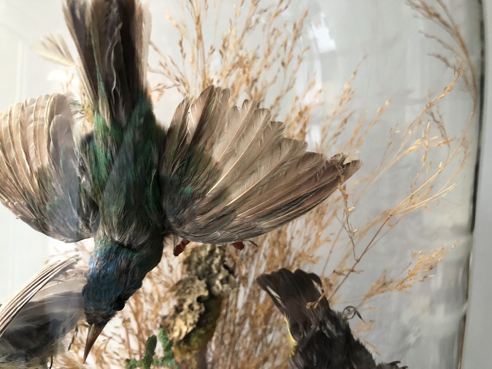 19th Century Taxidermy Glass Dome Display photo vintage