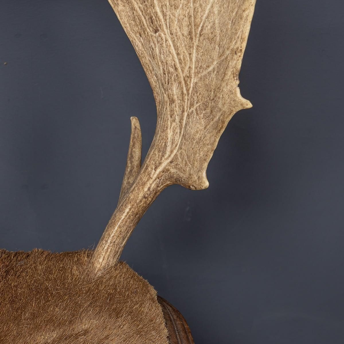 photo vintage Antique 20th Century Austrian Pair Of Deer Antler Hall Chairs C.1900
