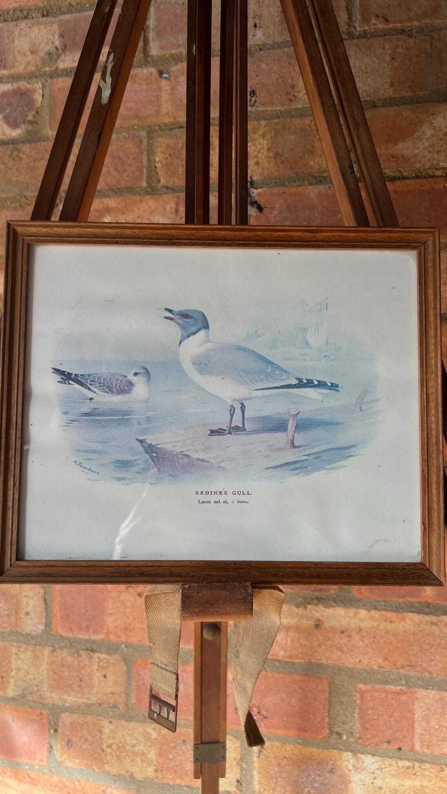 Mid Century Framed Picture Of Sabine's Gull – After An Illustration By Archibald Thorburn photo for sale