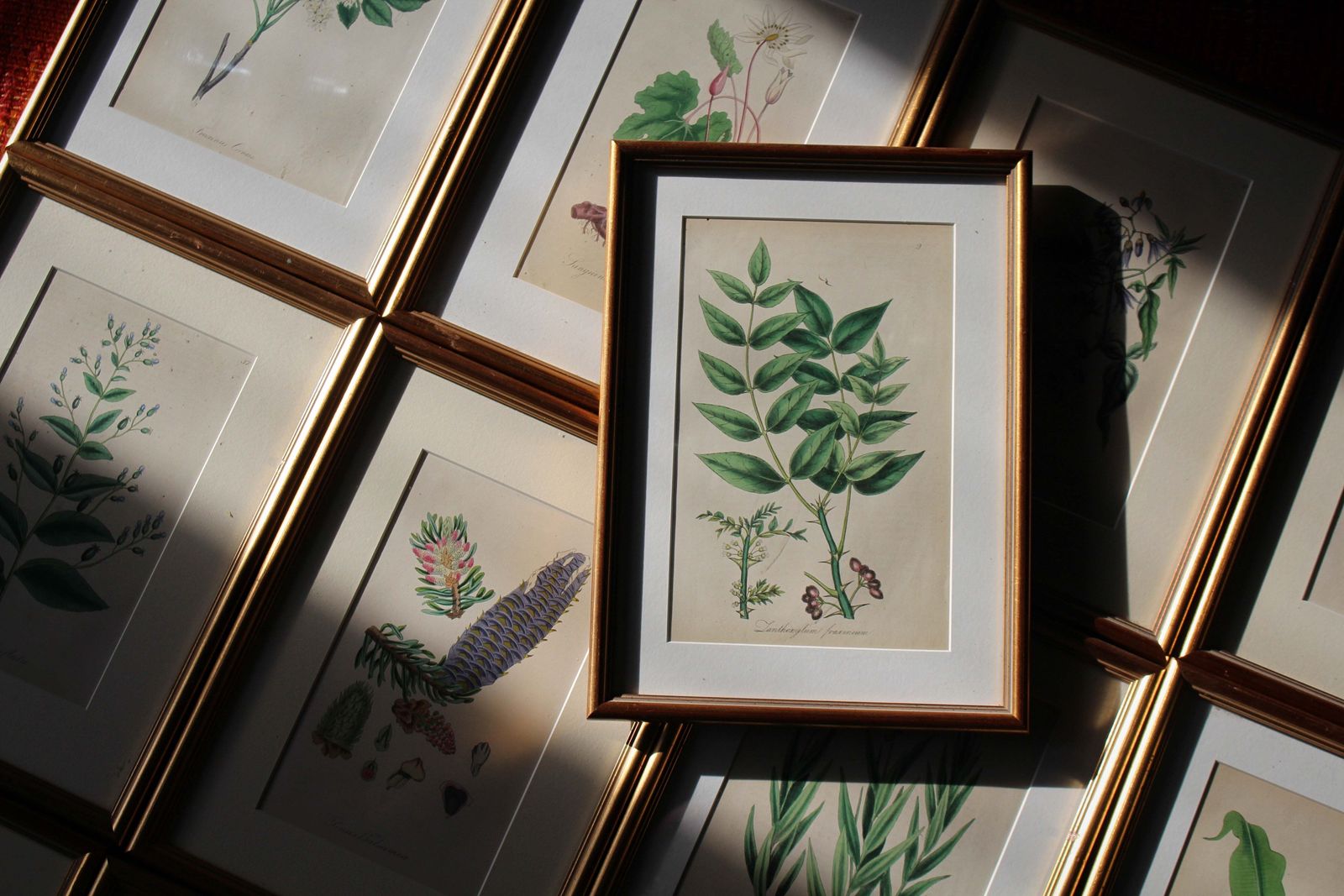 1850 12 Hand Coloured Botanical Plates From The American Practice Of Medicine