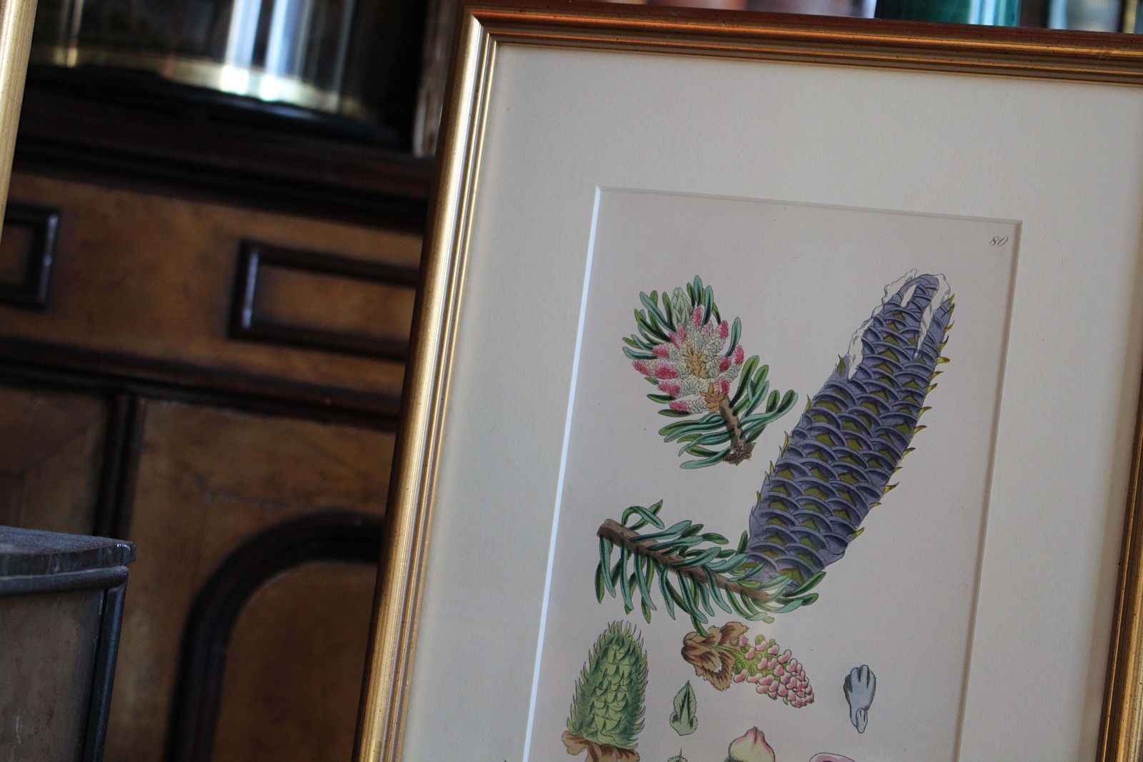 1850 12 Hand Coloured Botanical Plates From The American Practice Of Medicine photo 1024.0