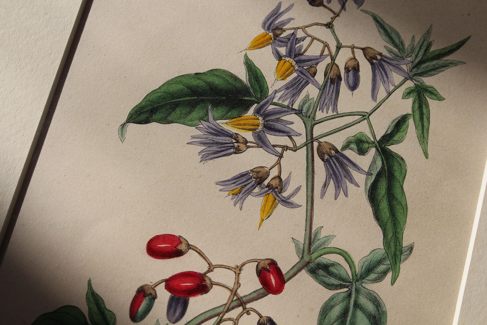 Art 1850 12 Hand Coloured Botanical Plates From The American Practice Of Medicine photo