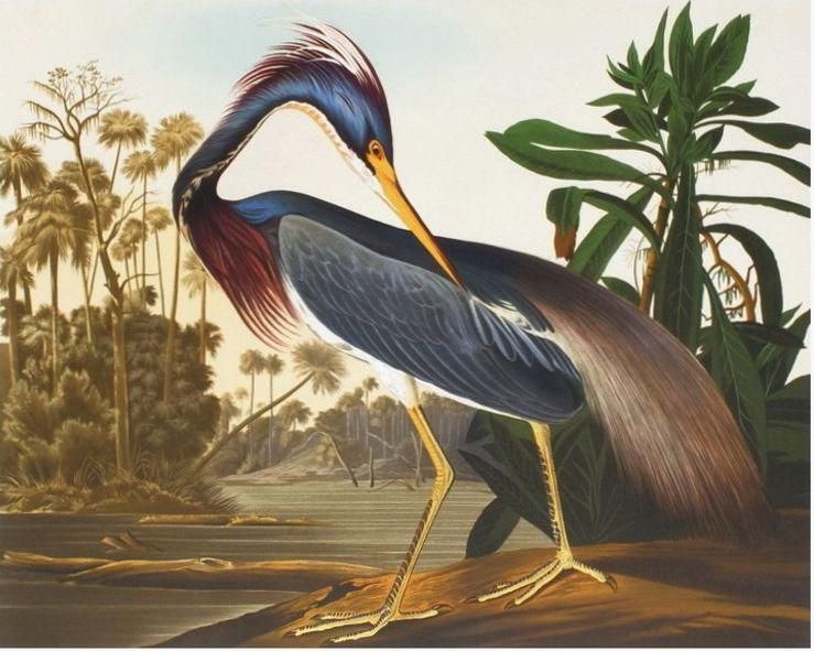 1990 Louisiana Heron After John James Audubon Reproduction Print
