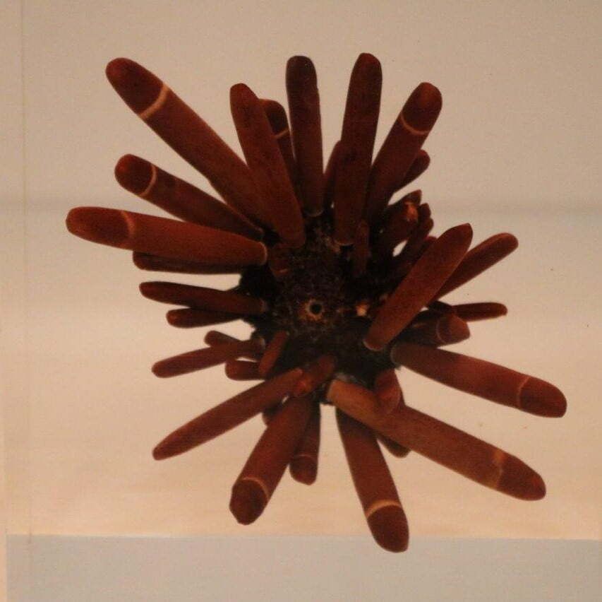 Pierre Giraudon Resin With Coral Table Lamp, France 1970 photo Lighting