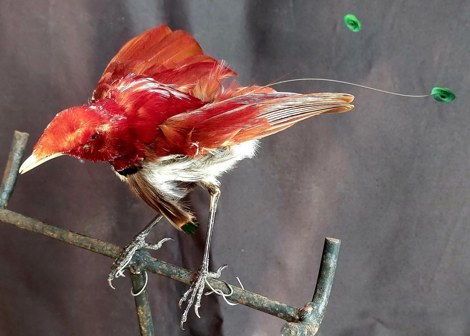 Taxidermy King Bird Of Paradise Mounted Stuffed photo vintage