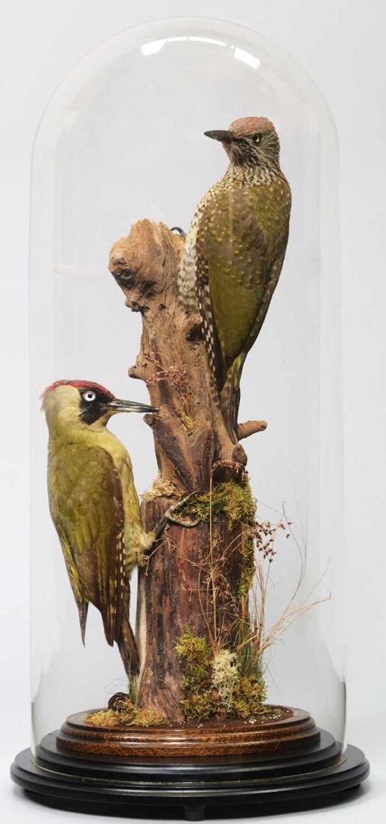 A Pair Of European Green Woodpeckers (Picus Viridis), By Dave Hornbrook