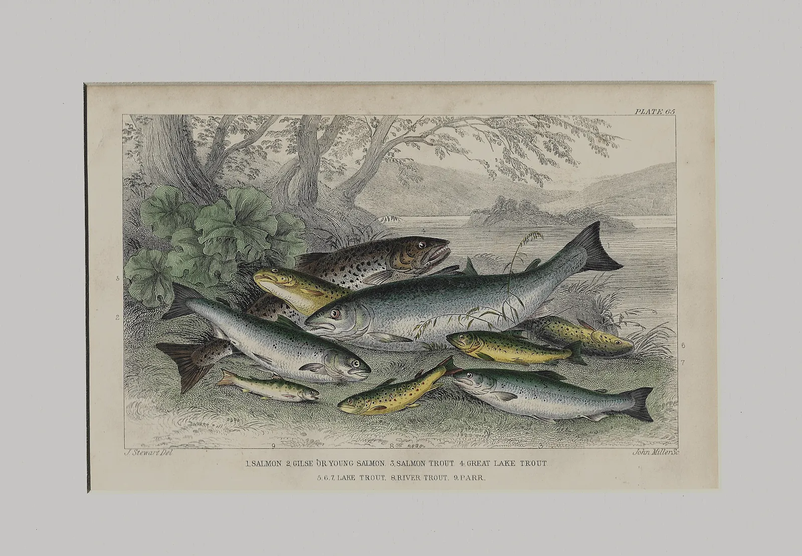 Antique Engraving Salmon & Trout By James Stewart C1850 photo furniture