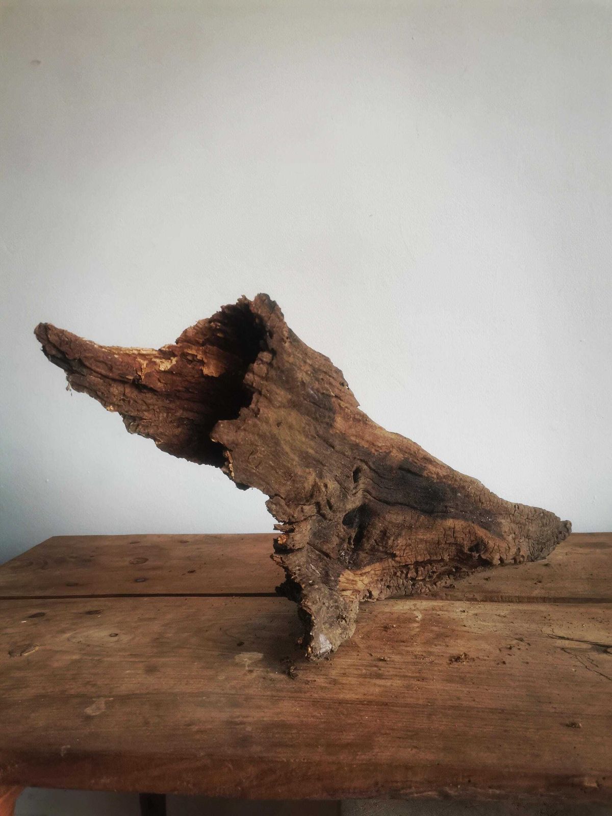 Wildcrafted Oak Driftwood Sculpture Naturally Formed Art From Zselic Starry Skies Forest, Hungary. Aged Wood, Stunning, Wild Boar & Reptile photo Art