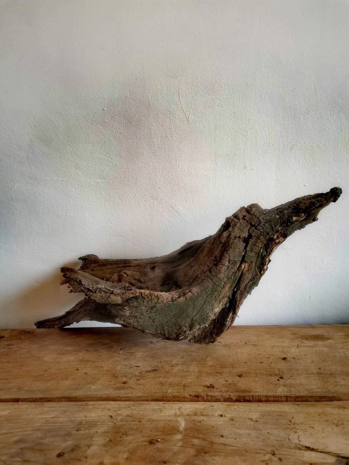 Wildcrafted Oak Driftwood Sculpture Naturally Formed Art From Zselic Starry Skies Forest, Hungary. Aged Wood, Stunning, Wild Boar & Reptile photo 70.0
