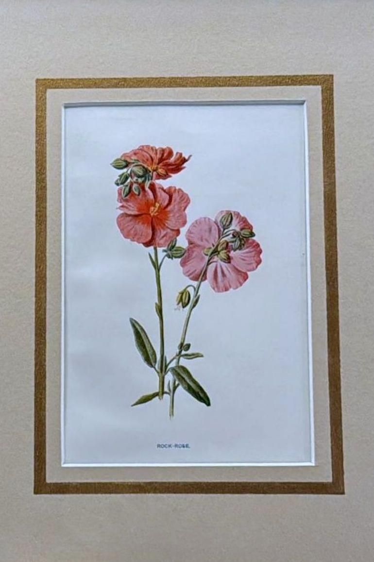 Italian Mirror Frame With English Chromolithographic Floral Prints   03 photo vinterior