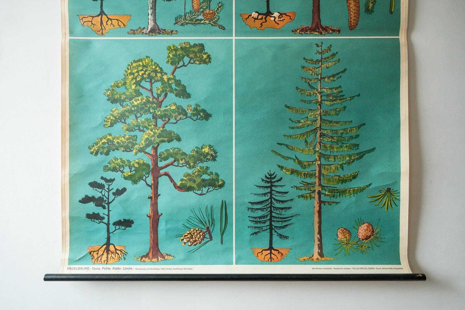 Original Botanical Vintage German School Wall Chart Conifer Trees Botany Beautiful Rare Beech Oak Linden Horse Chestnut Niels Bohn photo for sale