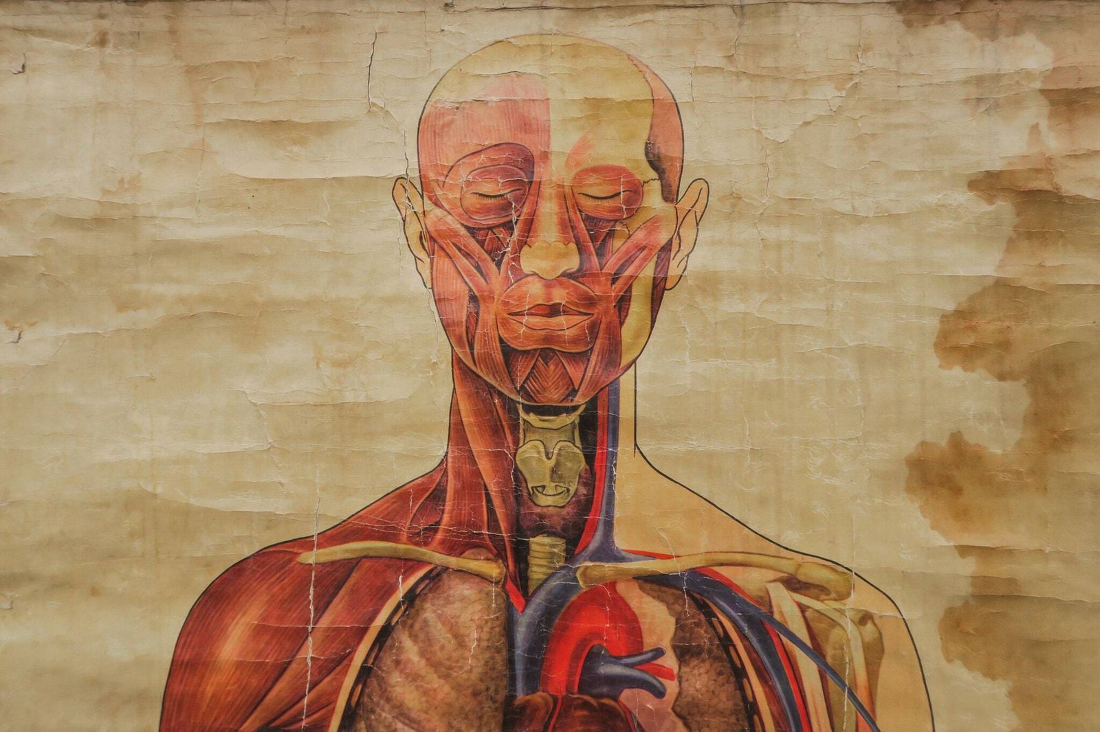 Original Anatomical Vintage Educational School Wall Chart Musculature Muscles St John's Ambulance Full Length Anatomy Science Beautiful Rare photo furniture
