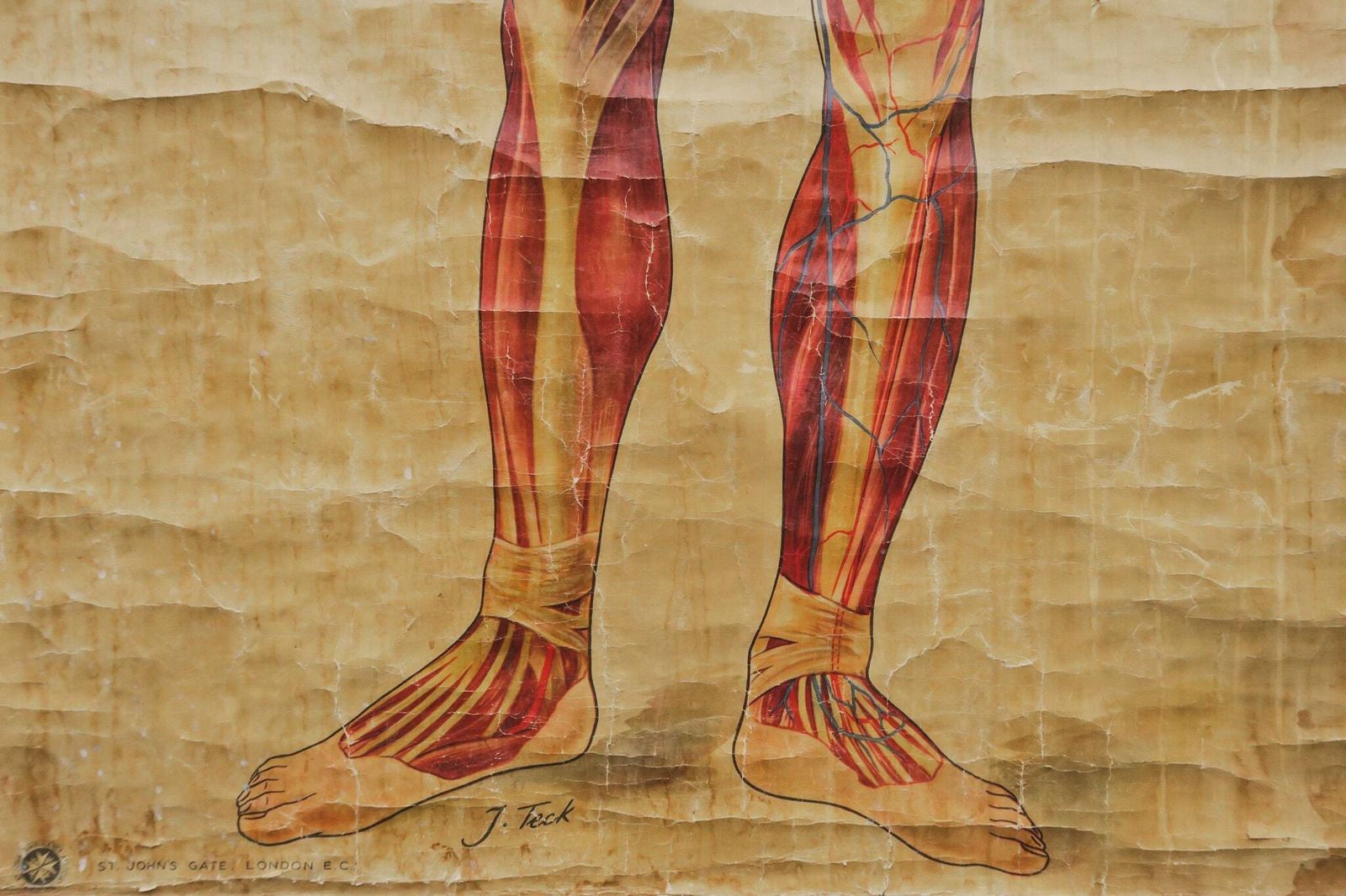 Original Anatomical Vintage Educational School Wall Chart Musculature Muscles St John's Ambulance Full Length Anatomy Science Beautiful Rare photo Art