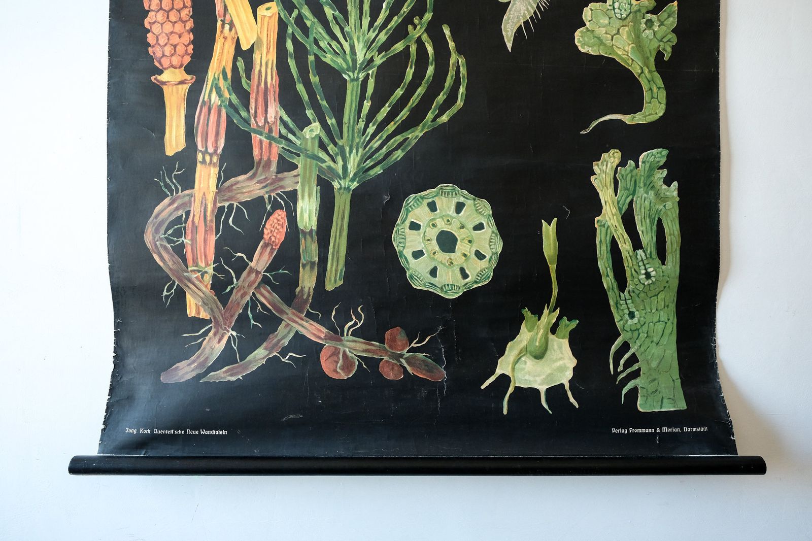 Original Botanical Vintage Antique German School Wall Chart Early Horsetail Botany Beautiful Rare Jung Koch Quentell photo for sale