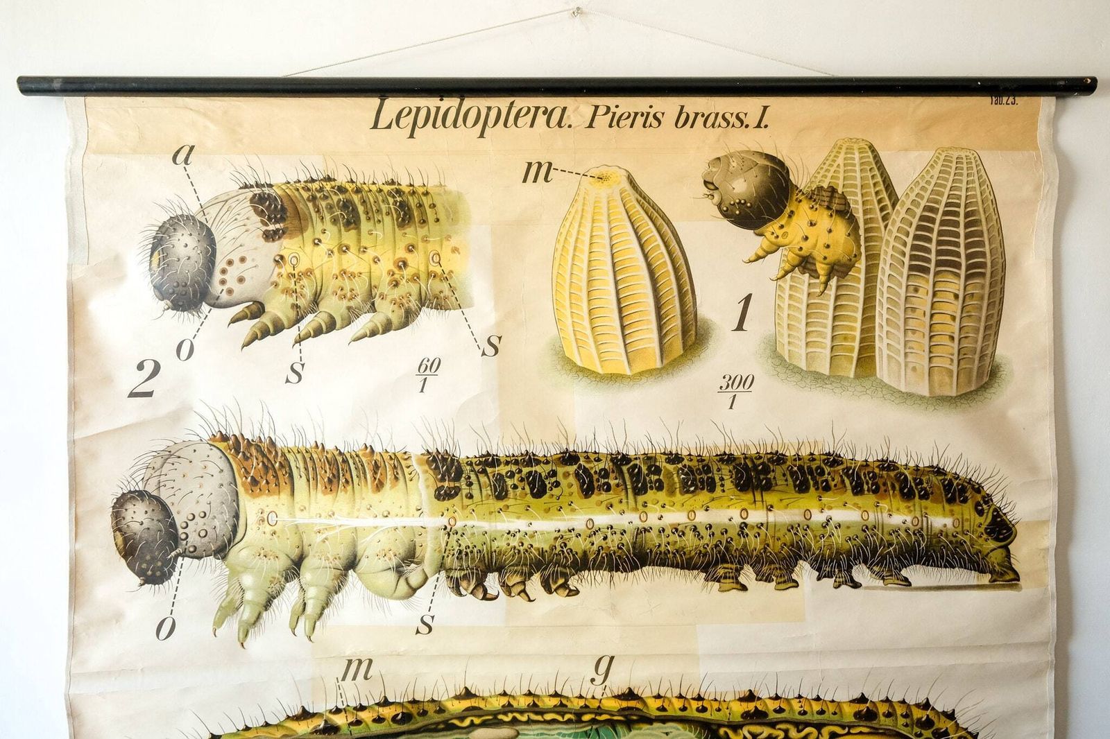 Original Zoological Vintage German School Wall Chart Salamander Natural History Biology Rare Paul Pfurtscheller photo furniture