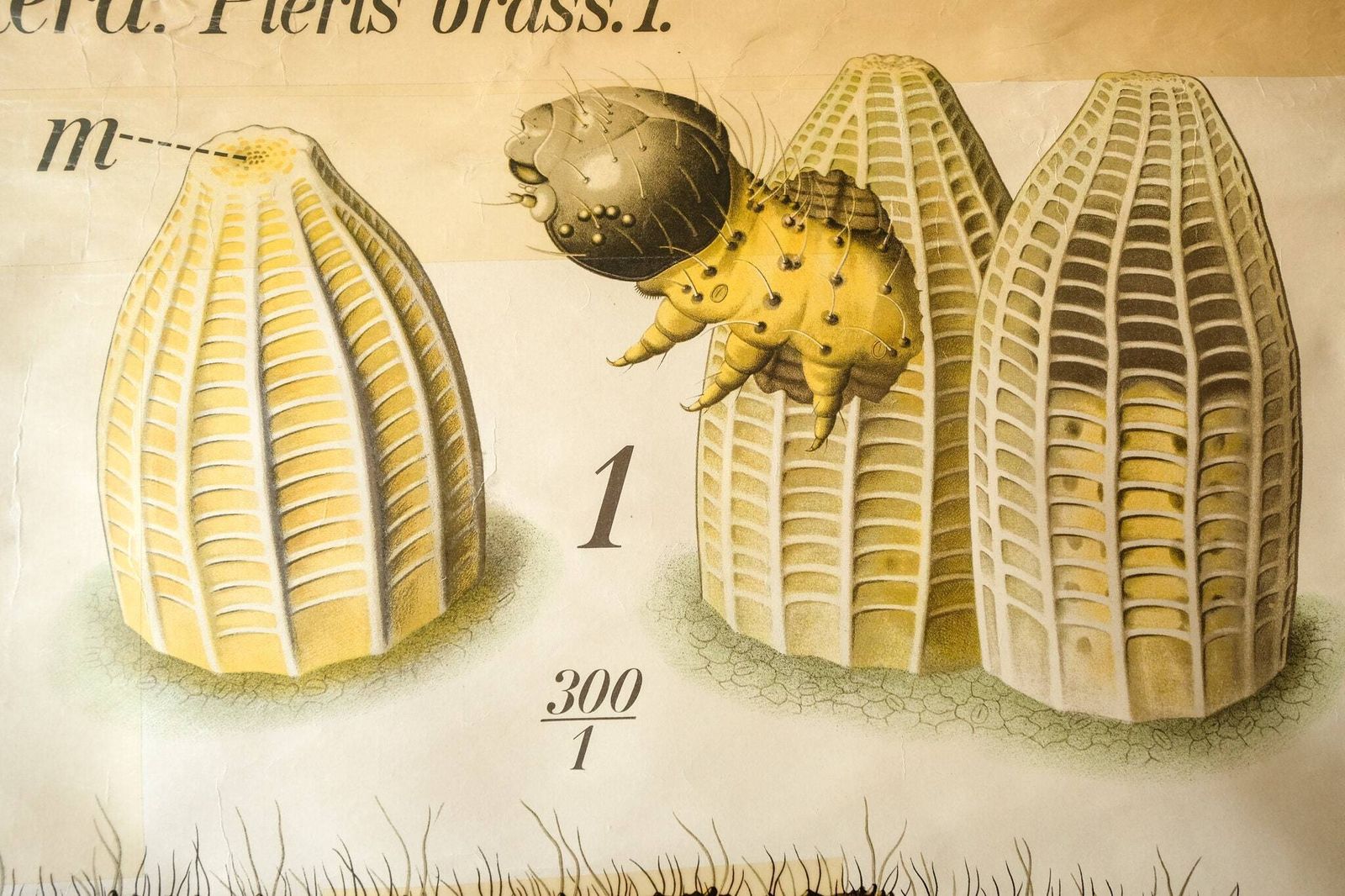 Original Zoological Vintage German School Wall Chart Salamander Natural History Biology Rare Paul Pfurtscheller photo 445.0