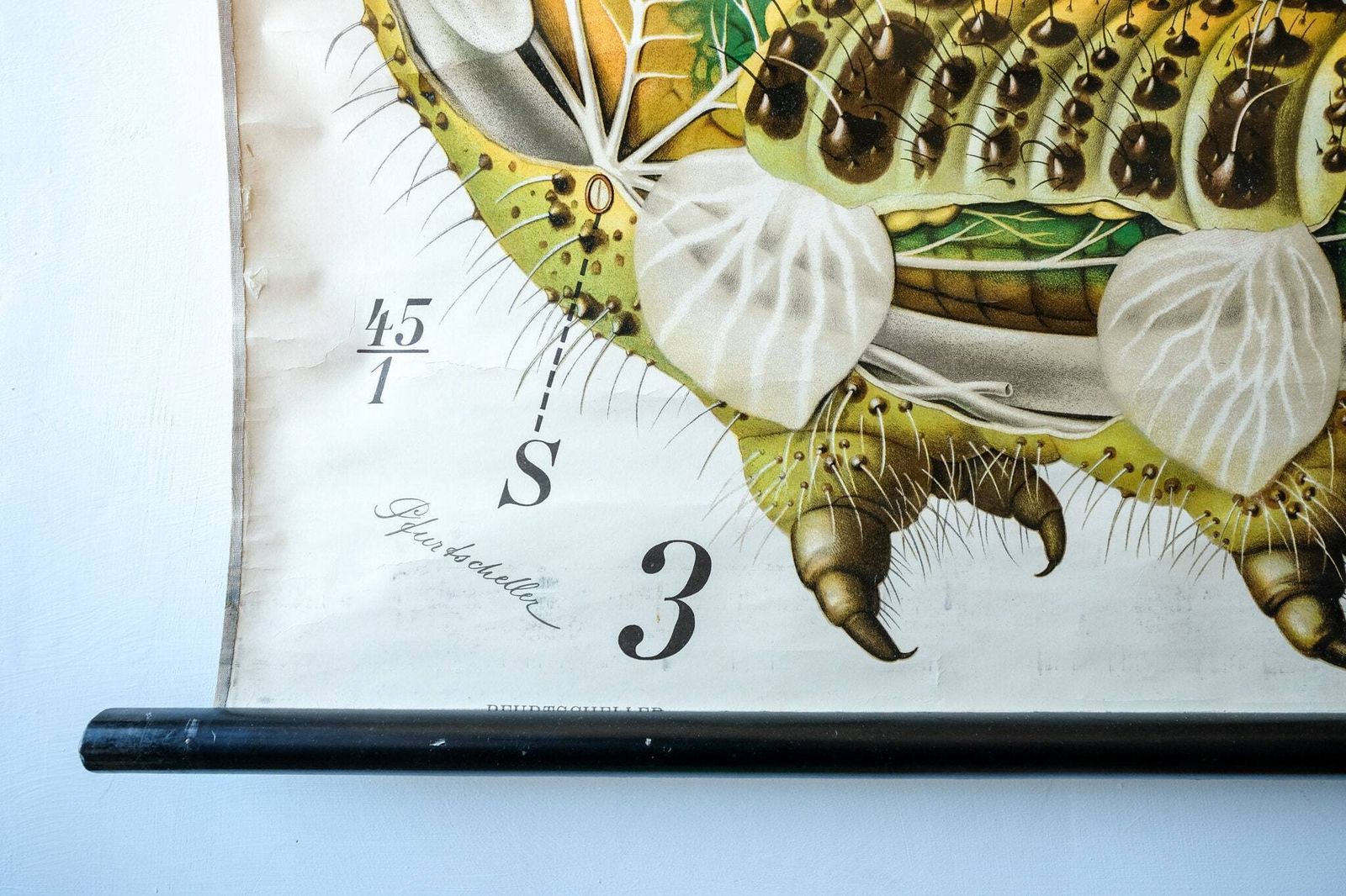 Original Zoological Vintage German School Wall Chart Salamander Natural History Biology Rare Paul Pfurtscheller photo vintage