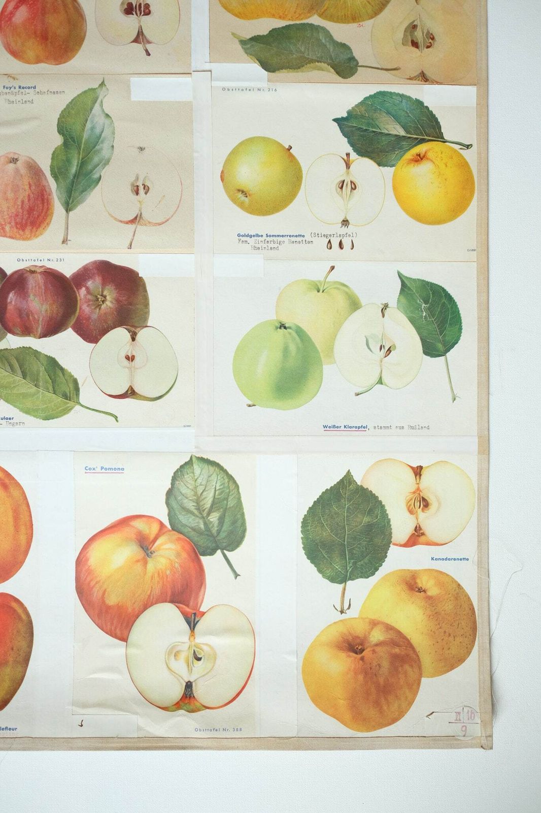 Original Botanical Vintage German School Wall Chart Apples Apple Varieties Botany Fruit Apple Beautiful Rare Plant photo 141.0