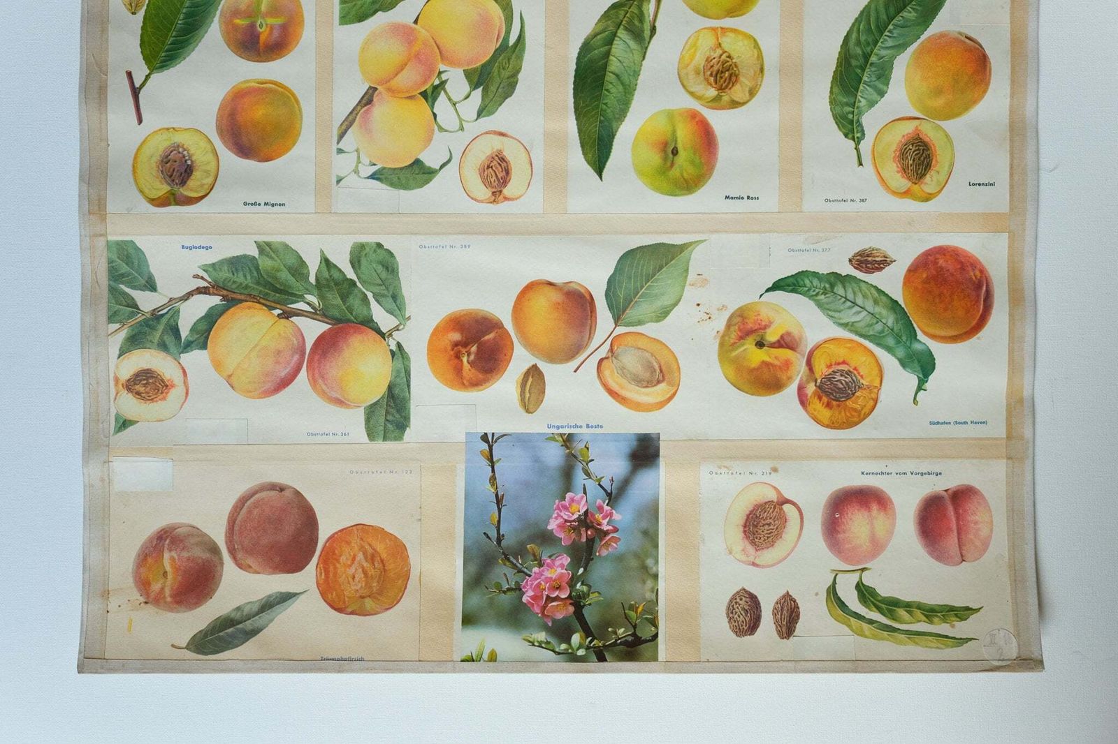 Original Botanical Vintage German School Wall Chart Peaches Peach Varieties Botany Fruit Apple Beautiful Rare Plant photo for sale