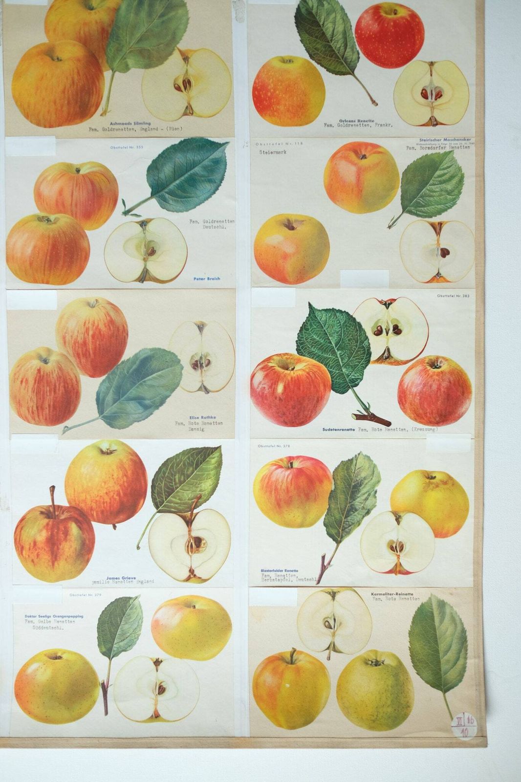 Original Botanical Vintage German School Wall Chart Apples Apple Varieties Botany Fruit Apple Beautiful Rare Plant photo 141.0