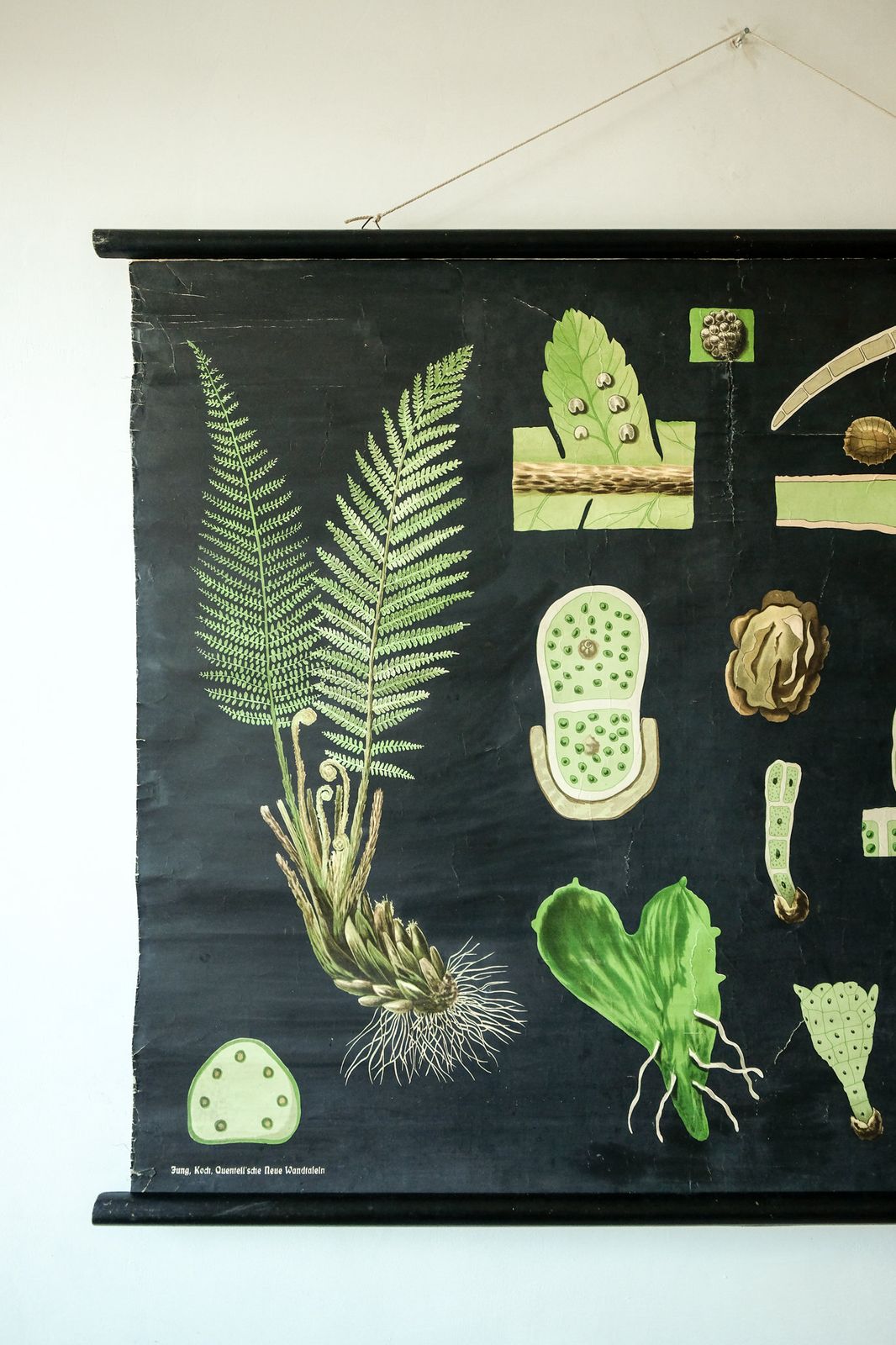 Original First Edition Botanical Vintage German School Wall Chart Fern Botany Beautiful Rare Jung Koch Quentell photo furniture