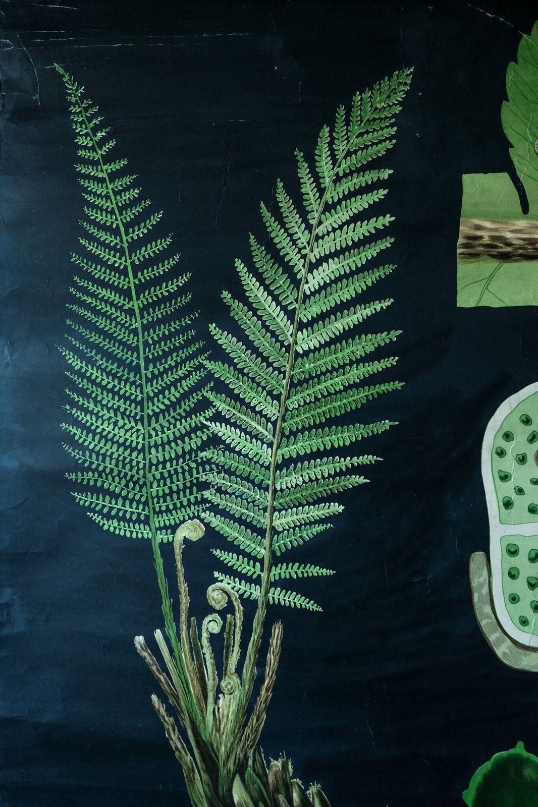 Original First Edition Botanical Vintage German School Wall Chart Fern Botany Beautiful Rare Jung Koch Quentell photo Art