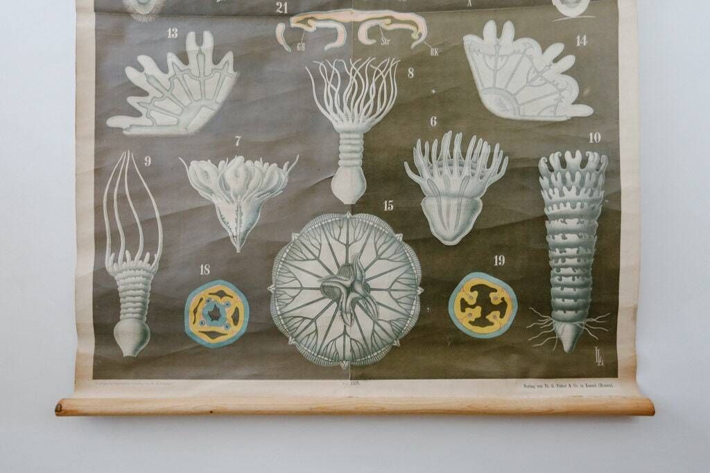 Original Antique Rudolf Leuckart Zoological Vintage German School Wall Chart Coelenterata Hohlthiere Jellyfish Zoology Beautiful Rare photo furniture