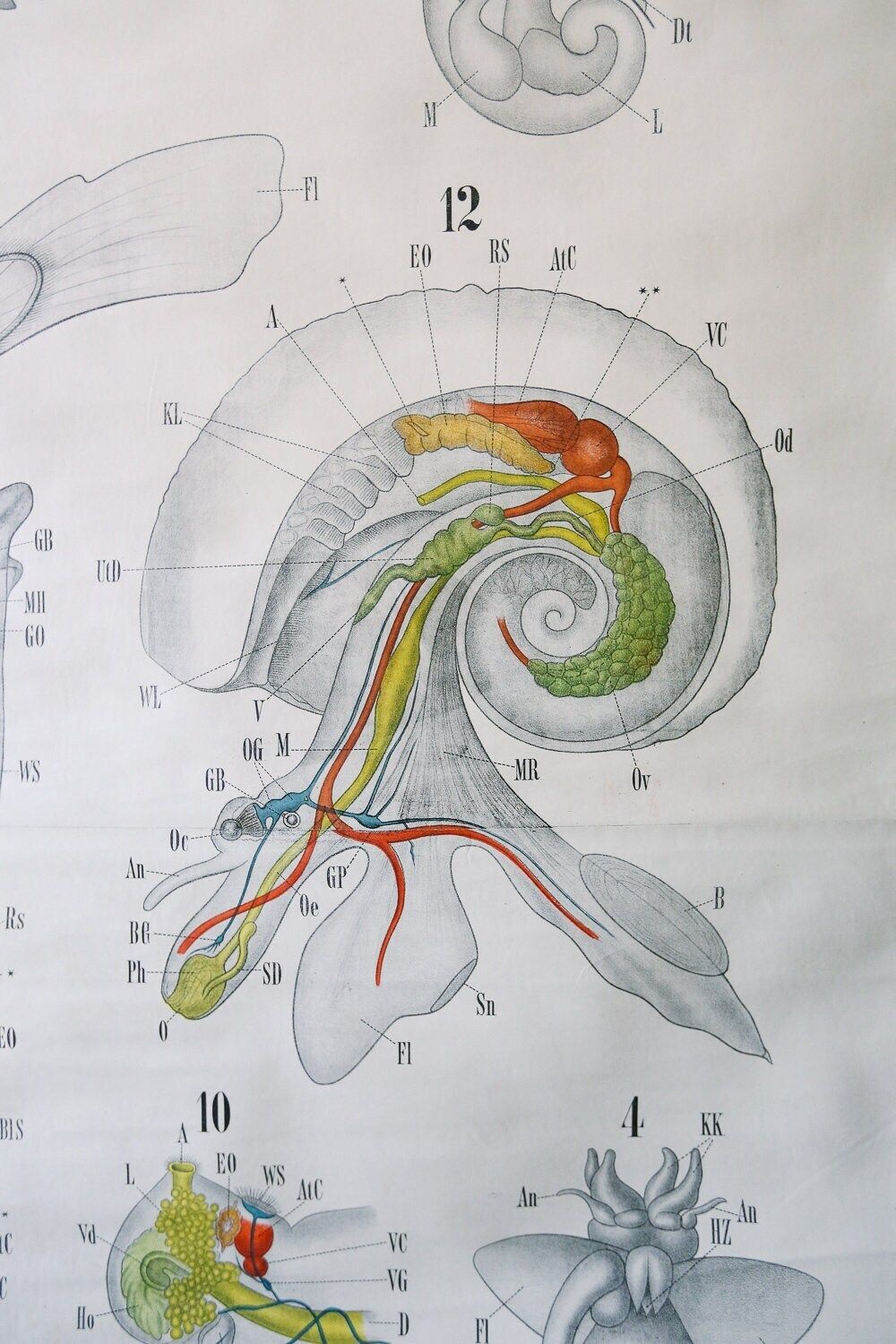Original Antique Rudolf Leuckart Zoological Vintage German School Wall Chart Gastropod Molluscs Zoology Beautiful Rare photo vinterior