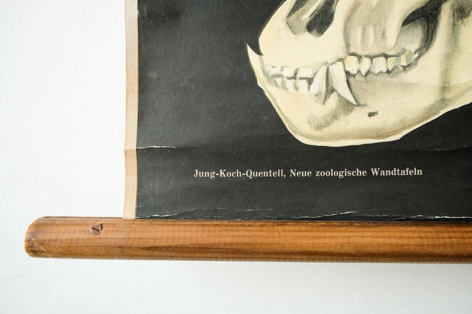 Original Zoological Vintage German School Wall Chart Gorilla Monkey Study Anatomy Zoology Beautiful Rare Jung Koch Quentell photo 204.0