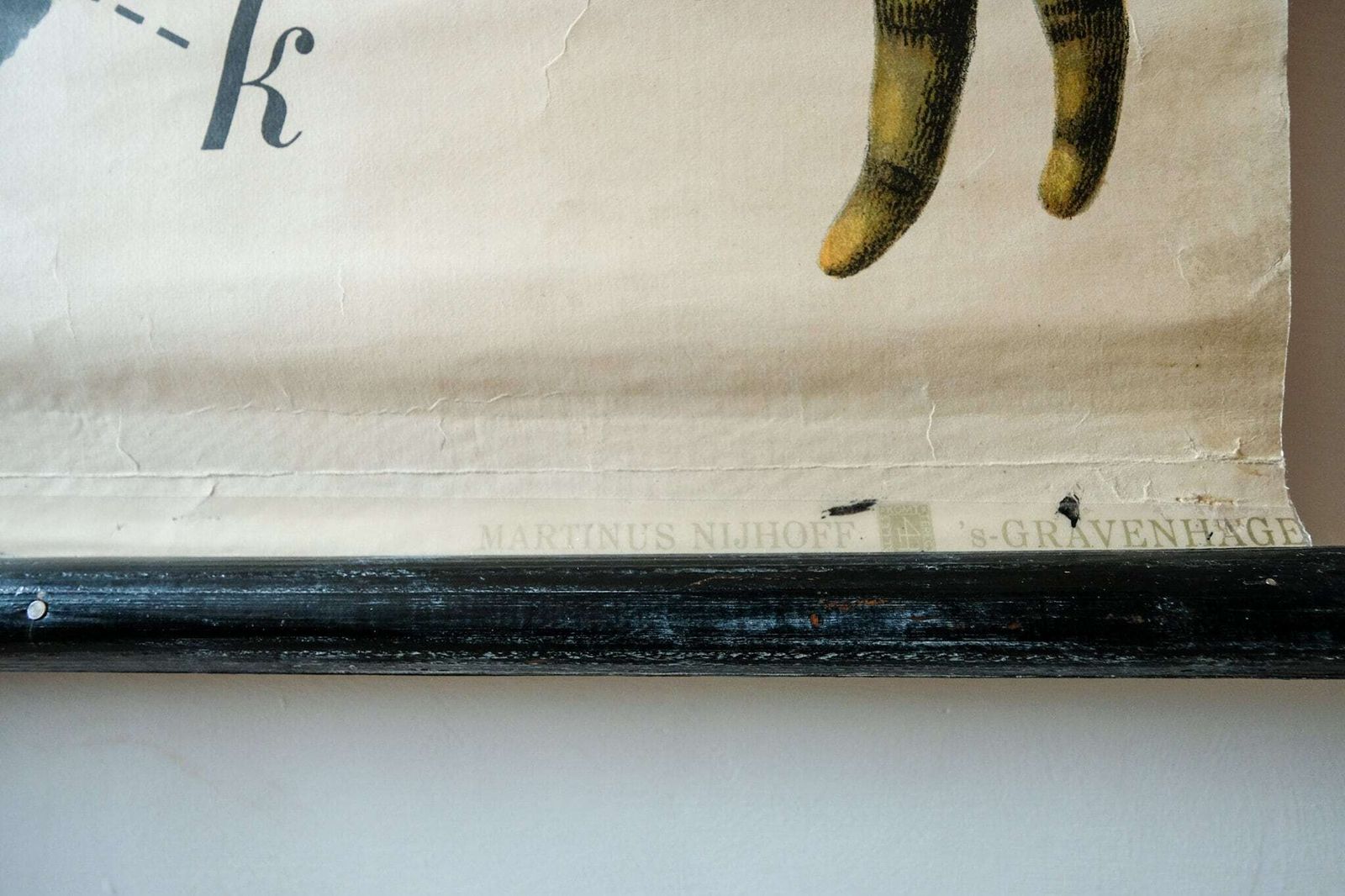Original Zoological Vintage German School Wall Chart Salamander Natural History Biology Rare Paul Pfurtscheller photo Art