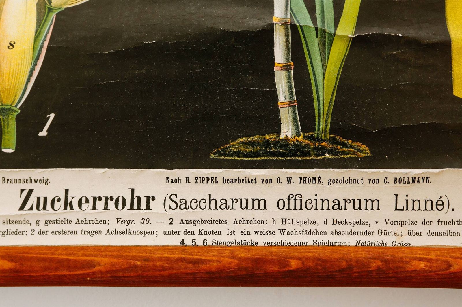 Original Old Antique Botanical Vintage German School Wall Chart Sugar Kane Botany Beautiful Rare photo Art