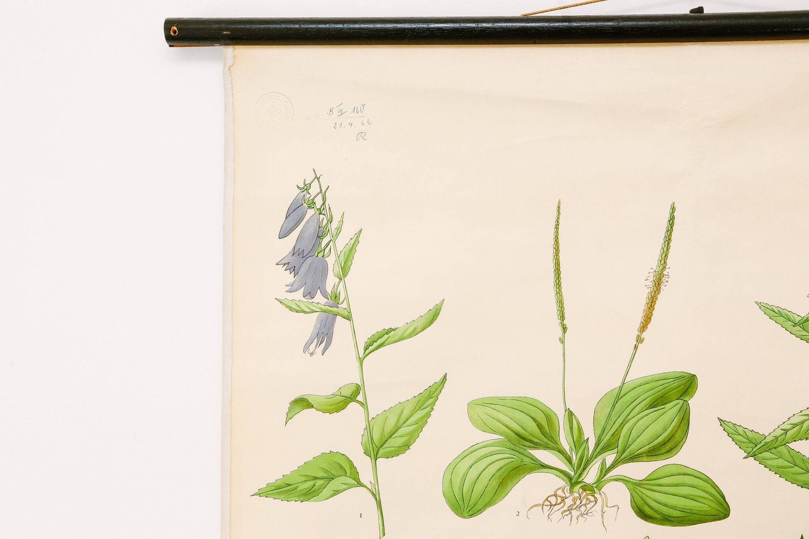 Original Botanical Vintage Mid Century Swedish School Wall Chart Plant Leaves Botany Beautiful Rare photo 151.0