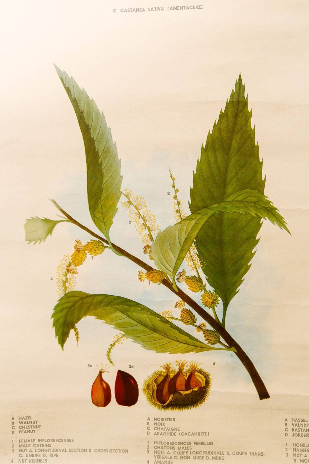 Original Botanical Vintage Mid Century Swedish School Wall Chart Plants Spices Flowers Woodland Botany Beautiful Rare photo 173.0