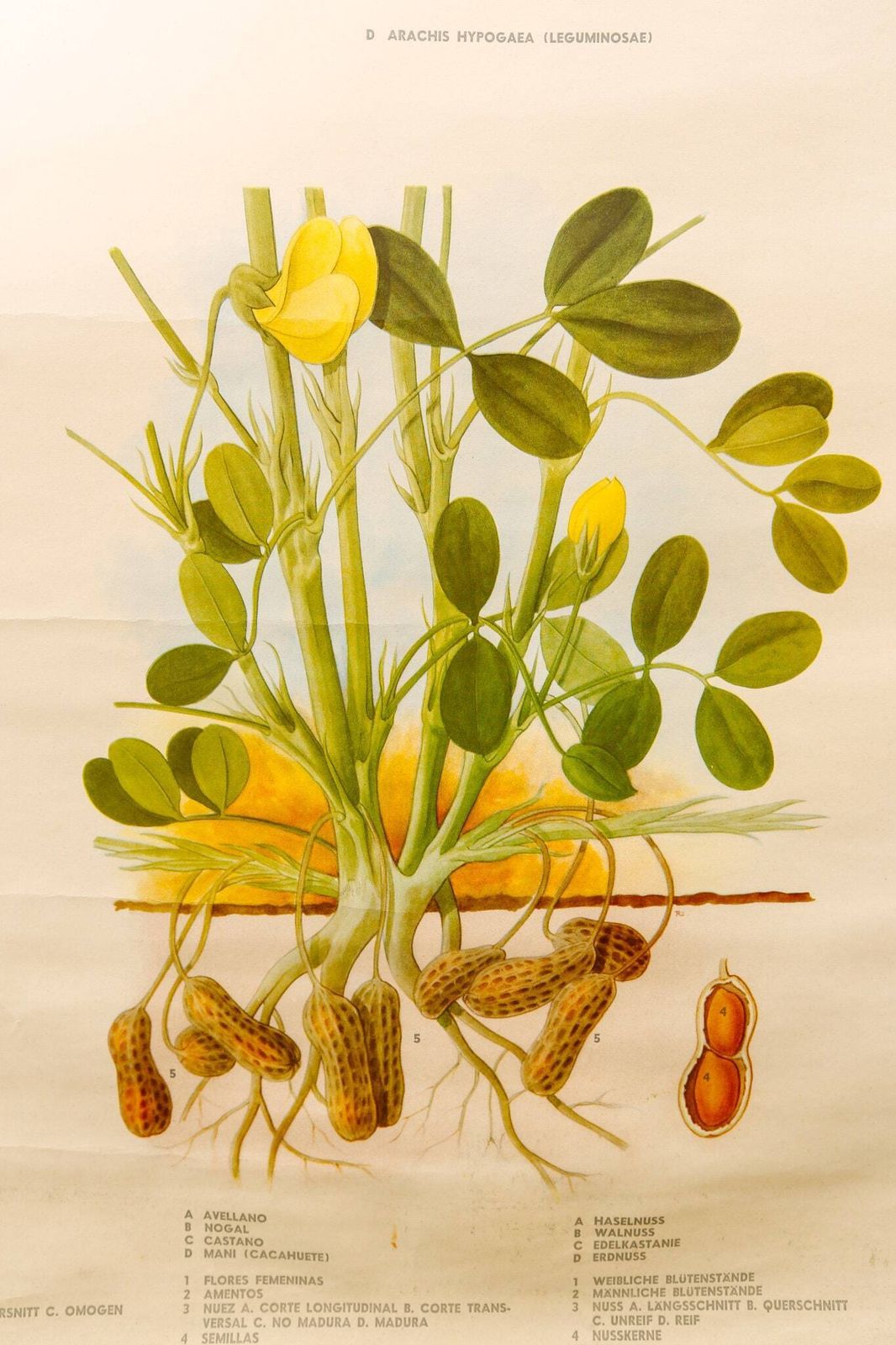 Original Botanical Vintage Mid Century Swedish School Wall Chart Plants Spices Flowers Woodland Botany Beautiful Rare photo vinterior