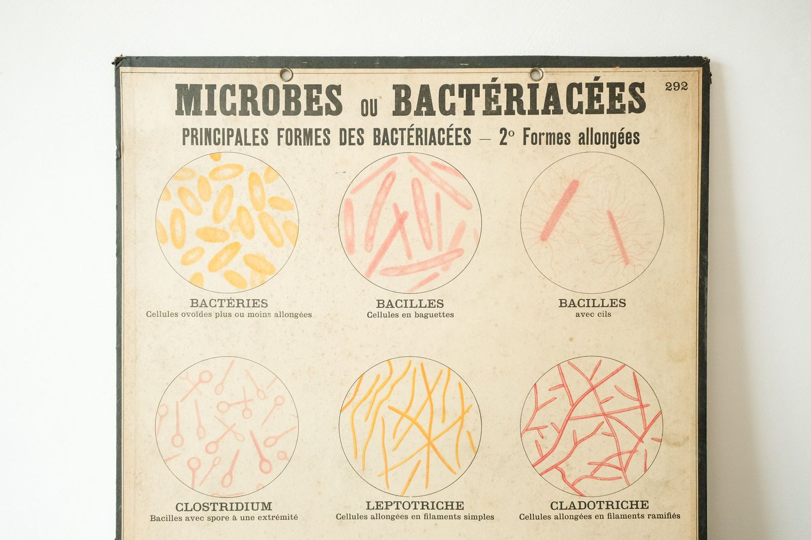 Four Original Anatomical Vintage Antique French School Teaching Plates Bacteria Microbes Pathogens Beautiful Rare Emile Deyrolle photo vinterior