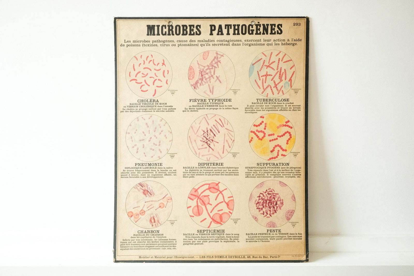 photo furniture Four Original Anatomical Vintage Antique French School Teaching Plates Bacteria Microbes Pathogens Beautiful Rare Emile Deyrolle