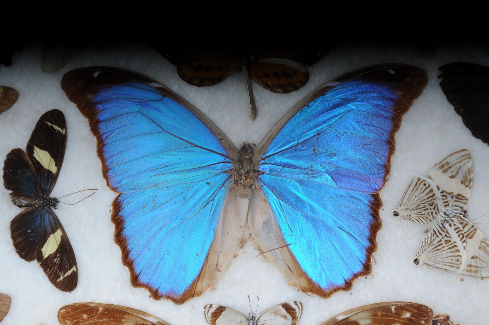 Curious Antique Tray With Real Butterfly Specimens. Very Rare photo furniture