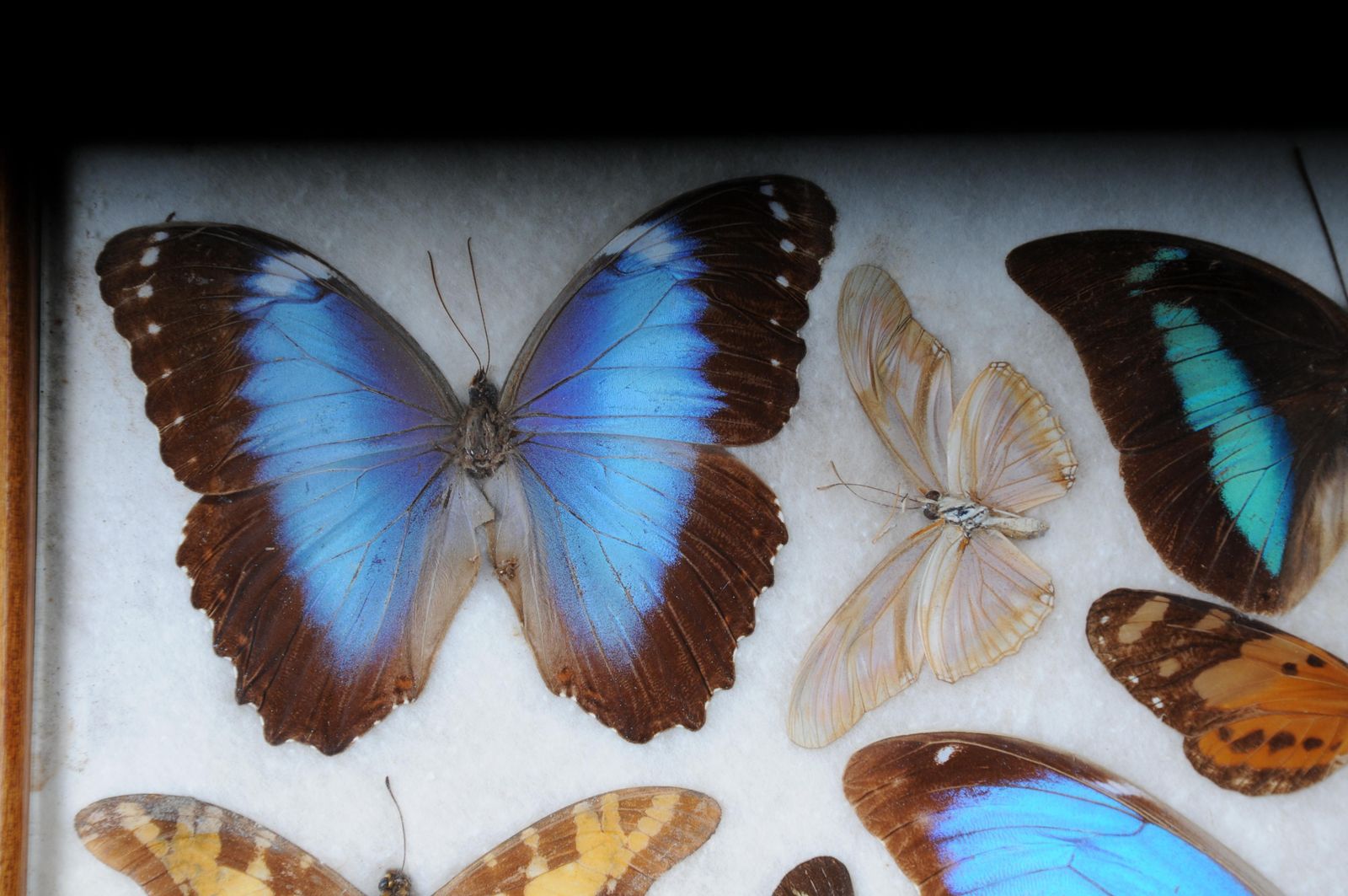 Curious Antique Tray With Real Butterfly Specimens. Very Rare photo buy