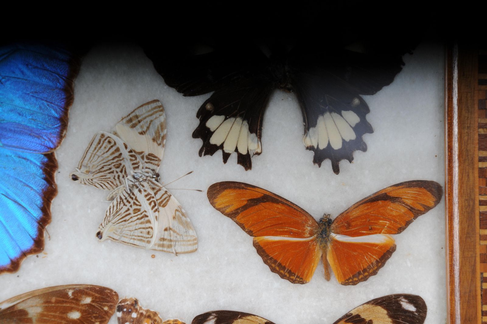 photo furniture Curious Antique Tray With Real Butterfly Specimens. Very Rare