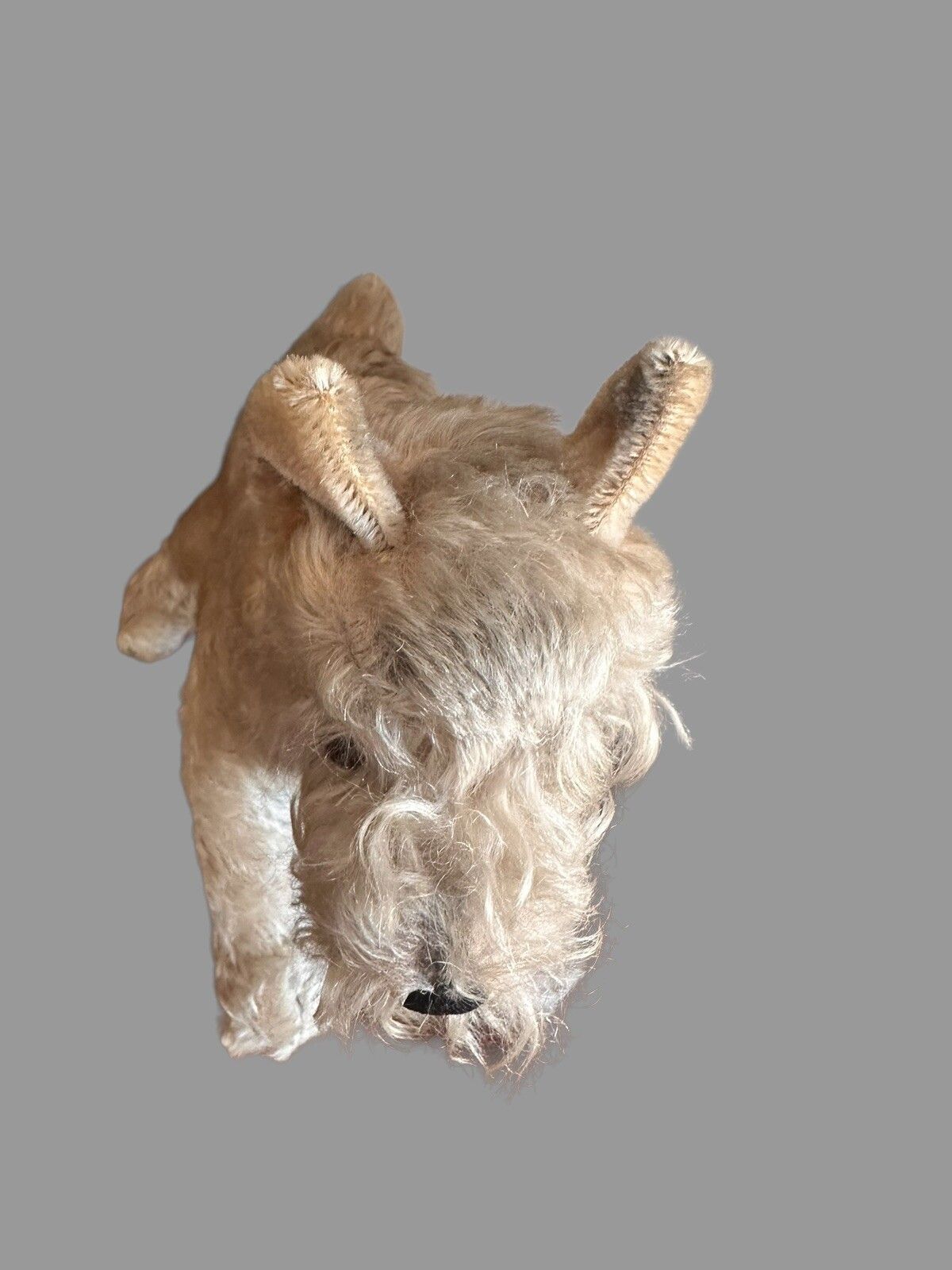 Vintage Steiff Dog Champagne Mohair Dog, Steiff 1950's , Schnauzer 12” photo buy