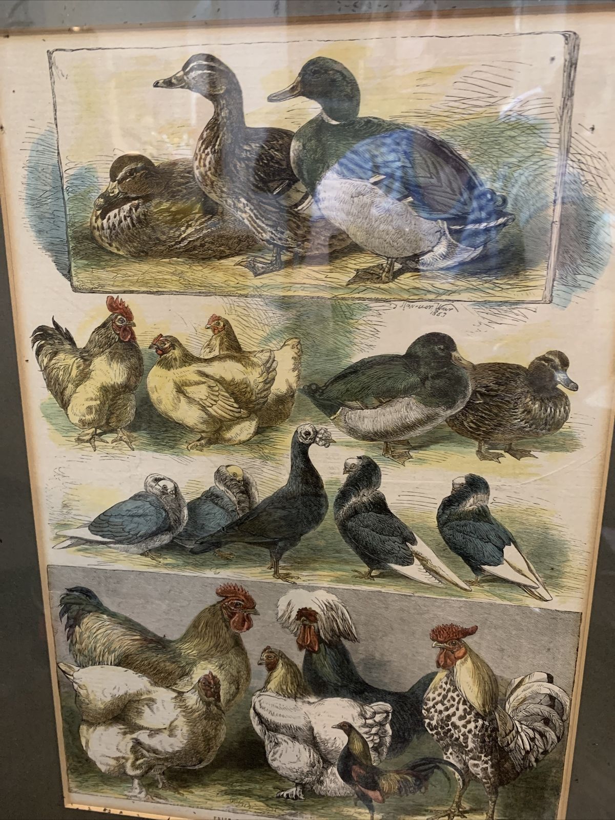 Rare Harrison Weir Antiqie Print Prize Poultry  Engraving?  1863 photo furniture
