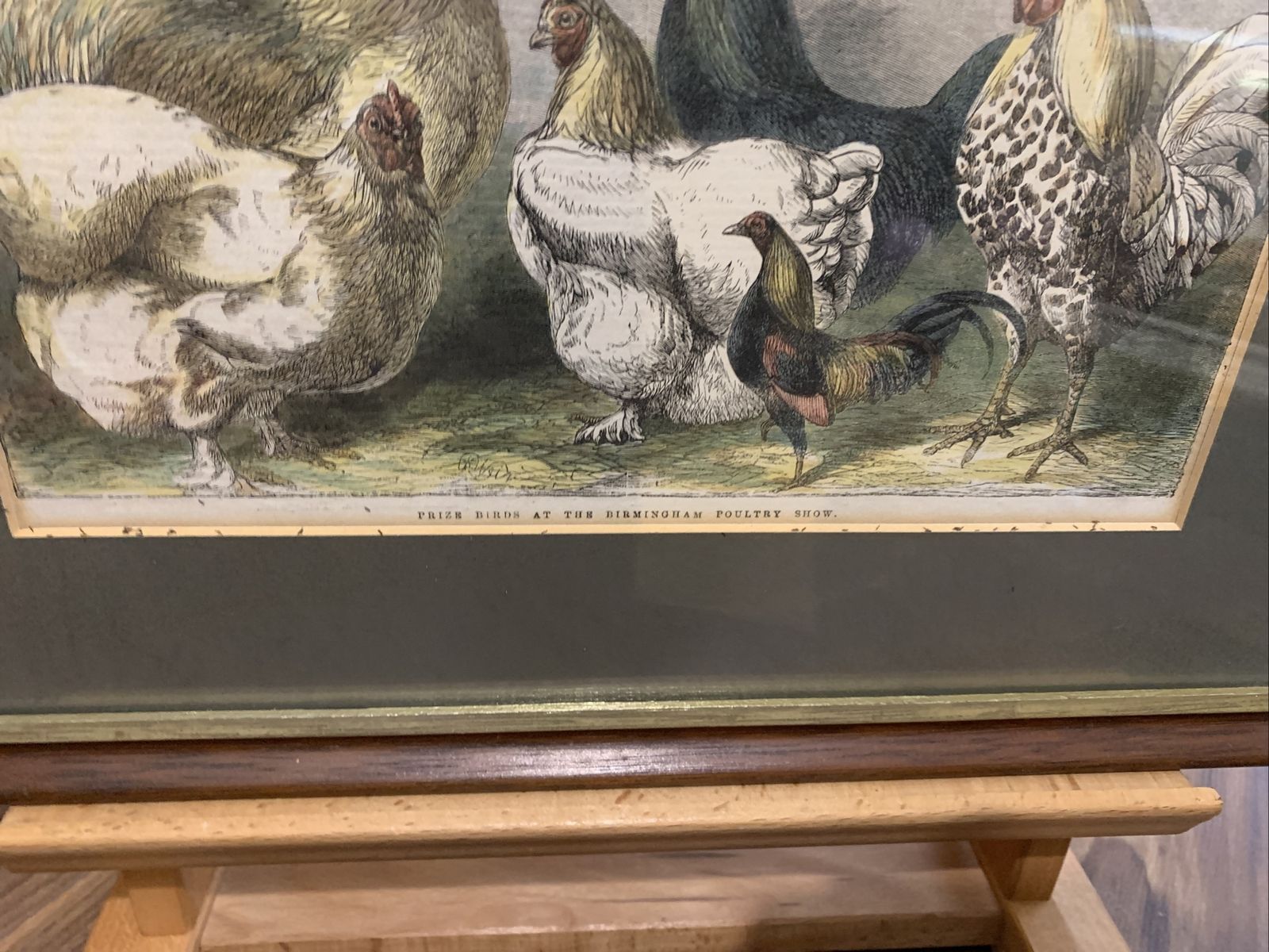 Rare Harrison Weir Antiqie Print Prize Poultry  Engraving?  1863 photo for sale
